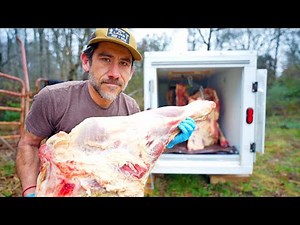 What it Takes to Harvest the Family Beef Cow on the Homestead