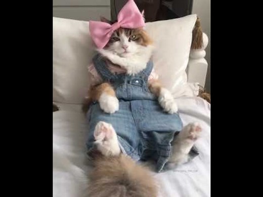 Cat Looks Utterly Thrilled to Be Wearing Overalls and Bow