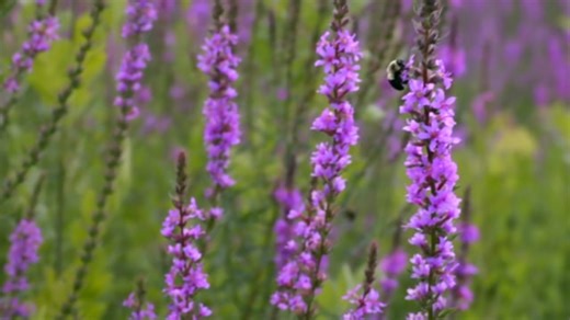 Bees, Nature, Flowers. Free Stock Video