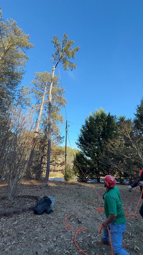 #trees #treeremoval #treework #arborist #tree #stihl #stumpgrinding #treecare #landscaping #treetrimming | Jireh Tree Services & Landscaping