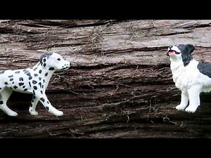 Learn To Identify Cedar Trees | Children’s Education