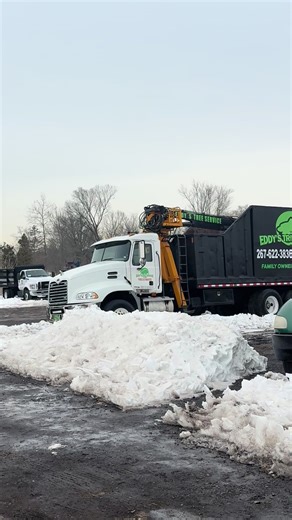 Expert Tree Services in Horsham by Eddy's Tree Service