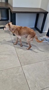 180K views · 5K reactions | ADOTTATO BILLO URGENTEMENTE. PESA 3 KG E MEZZO LA FAMIGLIA É STATA SFRATTATA E HA DOVUTO LASCIARE I SUOI CANI ( CHE VIVEVANO GIA UNA SITUAZIONE DIFFICILE) BILLO É ANZIANO.. BILLO É NEUROLOGICO..PIPPO SI STA LASCIANDO MORIRE IN CANILE.. CERCHIAMO PER LUI QUALCUNO CHE FACCIA UN OPERA PIA E GLI REGALI GLI ULTIMI MESI DI VITA.. PER INFO E CONOSCERLO CHIAMARE 3473985830 SI TROVA A PORPETTO ( UDINE). | Amici di Luna & Sam odv | Facebook