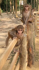 Little baby monkey's funny reaction😮😀 . . . . . . . . . . #MonkeyTales #monkeybaby #monkeyreaction | Monkey Tales