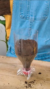 2.3M views · 6.3K reactions | Easy growing plant tips for your inner gardener 六‍ | 5-Minute Crafts | Facebook