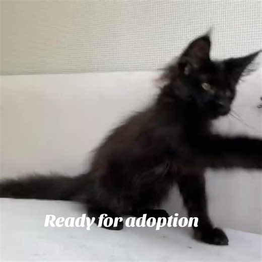 This is what happiness looks like 😻 Purebred Maine Coon kittens, sweet personalities, and endless cuddles. Looking for responsible and loving homes 🏡 #mainecooncat #kittensofamerica #petparents #kittenreels #catfamily