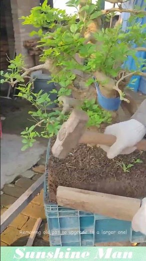 Removing old pot to upgrade to a larger one!