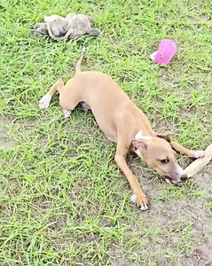 All The DoDa Day Italian Greyhounds Gorgeous Add To Cart Garden