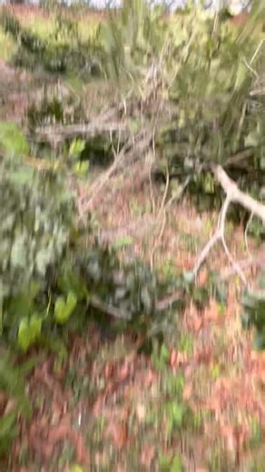 Stay ahead of hurricane season with our affordable tree services! From trimming to landscaping, we've got you covered. Don't wait until it's too late - call now to get those trees down safely and at a price that won't break the bank. No ridiculous prices here! Let's get started today. 305-561-3798 | Curry’s Tree Service | Facebook