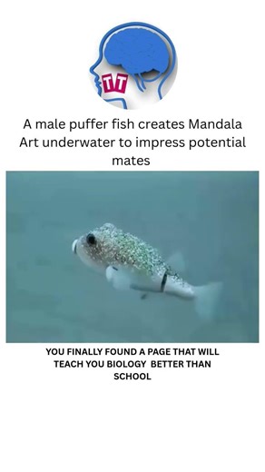 Puffer fish shows his potential by Make this art. #shorts #science #biology #music #phonk#pubg
