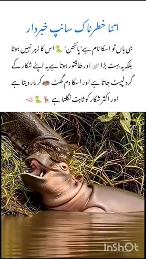 Meet the Python amazing wildlife animal #python #naturefacts #nature #wildlife #shorts