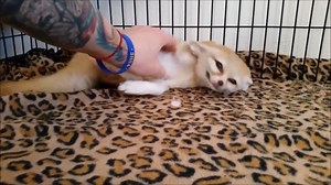 Fennec fox enjoys a growing popularity. The little fox usually lives in the dessert of North Africa. This compilation shows a few of these fluffy and cute little pets. Source: https://www.youtube.com/watch?v=wCCA0hAJy90 | Animal's Look