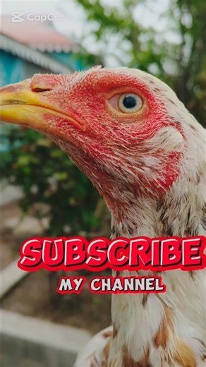 #cheni #qualityaseel #shortsvideo