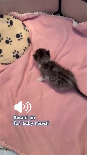 Casey is up and about, drinking from a bottle (no more tube!), and being all around precious. #babycat #kitten #rescuekitten #CatRescue #meow #mew | Alley Cat Rescue Inc.