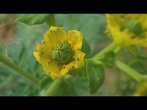 Ruta Graveolens: The Ultimate Guide to Health Benefits and Uses Description