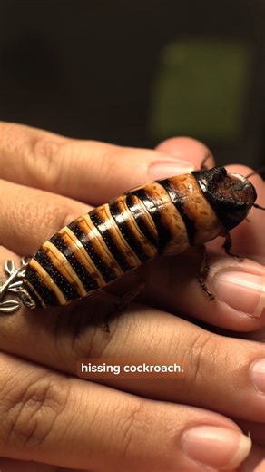 2.8K views · 24 reactions | ⚠️TW: We’re still on #bugtok! Did you know “hissing cockroaches” can actually hiss?! Instead of using vocal cords, they are able to make this sound by forcing air through holes or spiracles, found on the side of their abdomen. #tennesseeaquarium #chattanooga #spookyseason #Madagascar #halloween #hissers #insects | Tennessee Aquarium | Facebook