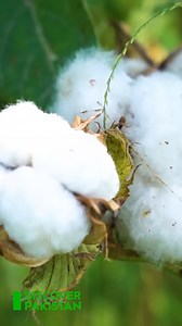 18K views · 402 reactions | Pakistan is the fourth-largest producer of cotton in the world | Discover Pakistan TV #Watch_DiscoverPakistanTV #VisitPakistan #reelsfb #cotton #PakistanBeautifu #DiscoverPakistanTV | Discover Pakistan | Facebook