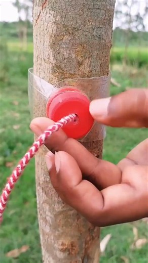 How to make a clothesline from rope #rope #knot #knotskill #knottutorial #diy #shorts