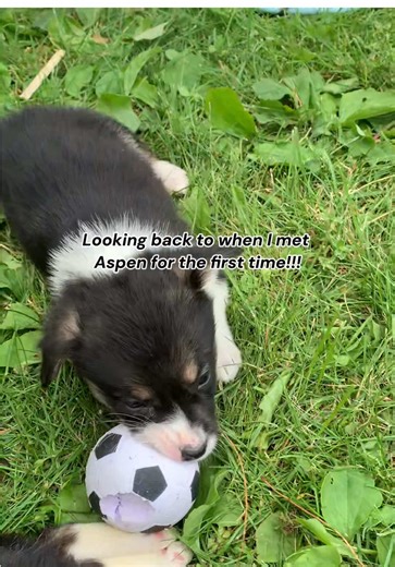 From the first time I met Aspen, I never imagined he would inspire our business!! #aspencustommagnets #dogsoftiktok #fyp