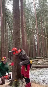 Achtung! Baum fällt! 😮🌲Bleib sicher: Arbeite nicht alleine und verwende Deine gesamte persönliche Schutz-Ausrüstung! ⛑👖👓🧤🦺 Wenn Dein Kollege einen Baum fällt, solltest Du unbedingt einen Sicherheitsabstand von 1 1/2 Baumlängen einhalten. Worauf achtest Du bei der Waldarbeit in der kalten Jahreszeit? 🥶Vielen Dank @wyschi_20 und Sven für Eure Videos! 😊 #derwaldbauer #waldbauercommunity #forst #forstwirtschaft #baumfällung #baumfällen #waldarbeit #sicheresarbeiten #tipps | Forstzeitung