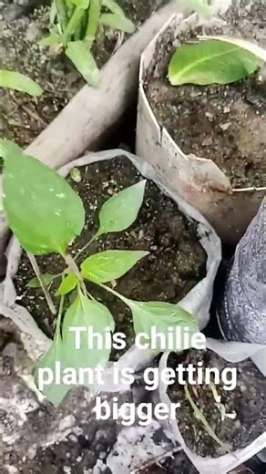 This chili plant is getting bigger