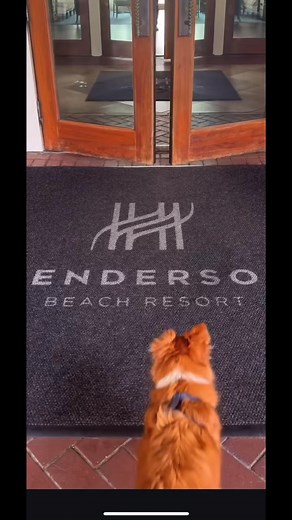 2.5K views · 39 reactions | Take a tour of our four-legged friendly amenities led by our Dog Ambassador, Buzz! Your furry friend will enjoy a getaway complete with homemade dog treats benefiting local nonprofit @westonwoodranch, and plenty of room to roam. Visit the link in our bio to start planning your dog-friendly getaway. #NationalDogDay #DestinFWB #VisitFL #VisitFlorida #Destin #DestinFL #Hey30a #BelieveInTravel #ThePreferredLife #ForbesTravelGuide #ForbesTravel | The Henderson | Facebook