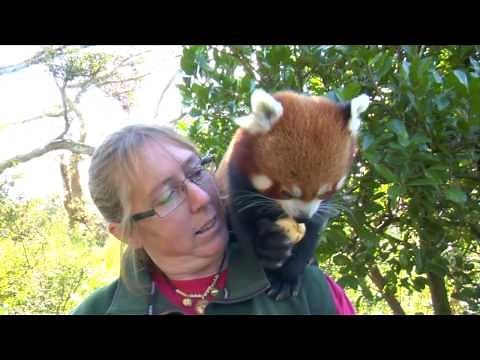 Conservation Connection: Red Panda