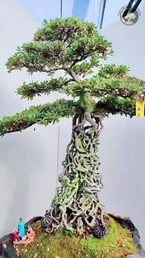 Satsuki Azalea bonsai with exposed root style