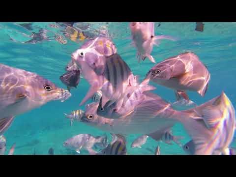 Clear Boat Experience in Cozumel Mexico