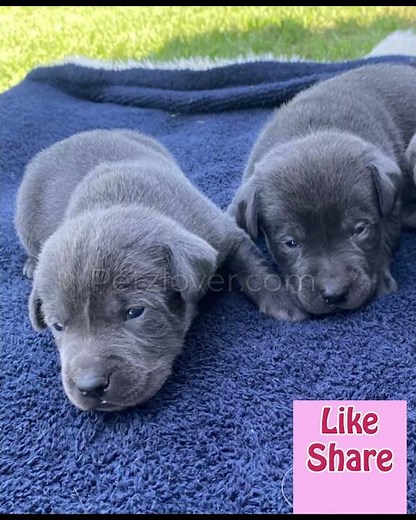 Beautiful AKC Labrador Retriever Puppy Available! 🐾