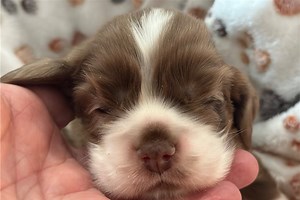 Griffin - Cocker Spaniel Puppy 7651E9