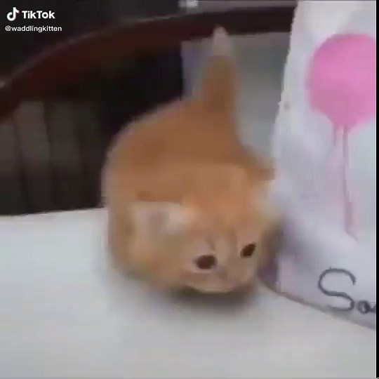 join waddling kitten nation #waddlingkitten #waddling #kitten #cute #terraria