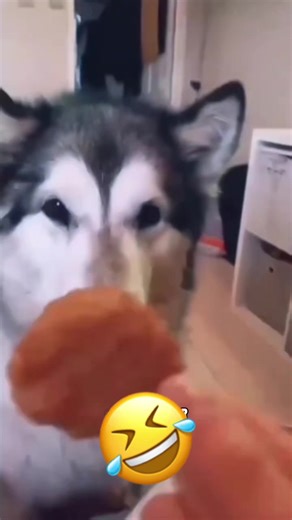 Funny Moments with Cats and Dogs on TikTok