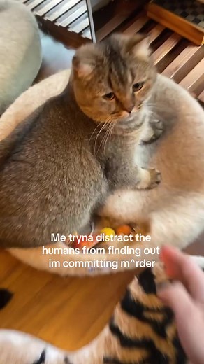 Funny Brown Cat Videos | Cat Distraction | British Shorthair