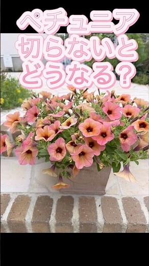 摘心を一度もしなかったペチュニア！１ヶ月でこうなります！！ #flowers #庭作業 #庭づくり