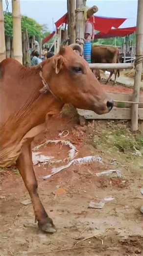 Cow videos 1263😅 #shortsvideo #funnyshorts #funny #cow #cowcow #funnycow #animals