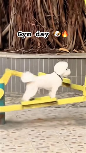 DogsTV Short | This Poodle Is Training for Something 🐶🔥
