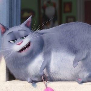 Calling all cat-lovers! The Secret Life Of Pets hits theaters July 8. | The Secret Life Of Pets