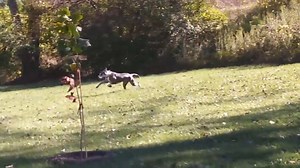 128K views · 939 reactions | Great Danes make perfect companions. Here's one having a great time playing with kids. | Animal Tales | Facebook