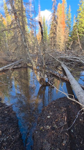 #damagecontrol #beaverproblems #beavertrapping #mylife | Chance Antczak