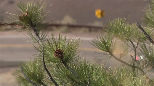 Student finds new use for fire mitigation biomass