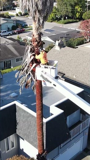 Palm Tree Trimming and Peeling