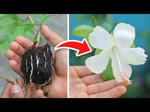 Hibiscus Propagation from Cuttings | How to Root Hibiscus Branches