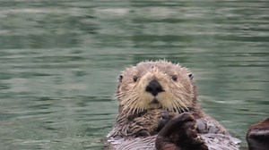 4.9K views · 444 reactions | DID YOU KNOW? Sea otters are the only species in the weasel family to spend their entire lives in the ocean. Make a symbolic sea otter adoption today to help protect these lovable animals: https://bit.ly/31ITwxd . All donations go toward making our oceans safer for sea otters and other marine life. | Oceana | Facebook