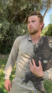 Hey @robertirwinphotography We also work with some of the world’s wildest animals and understand the need to be comfortable. Thanks for the inspiration! #bondsaus We hope you like our version of comfy here at Wildlife World Zoo with our #comfykhakicrew #wildlifeworldzoo #arizona #westvalleyaz Thank you to our amazing zookeepers (Sophie, Zane, Gabby, Maicee, Angela & Kolton) for all their help putting this together; and of course we couldn’t have done this without Kaa the albino Burmese Python, M