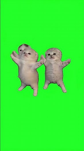 Cute Three Kittens Dancing Green Screen