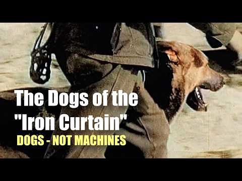 DDR Service Dogs: Trained to Serve, Born to Feel