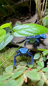 3K views · 60 reactions | The blue poison dart frog or blue poison...