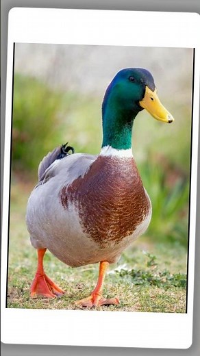 Why Do Ducks Fly in a V? 🦆✈️ The Smartest Migration! #youtubeshorts #didyouknow #facts #ducks