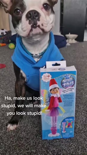 #onthisday #bostonterrier #elfontheshelf #elfvsdogs